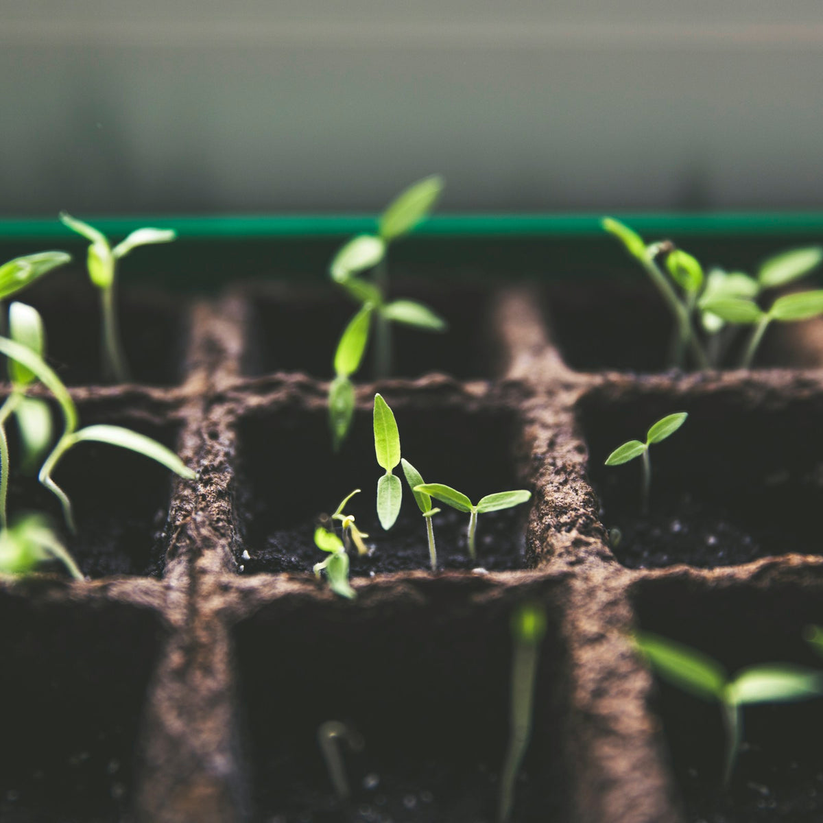 Microgreen Seeds
