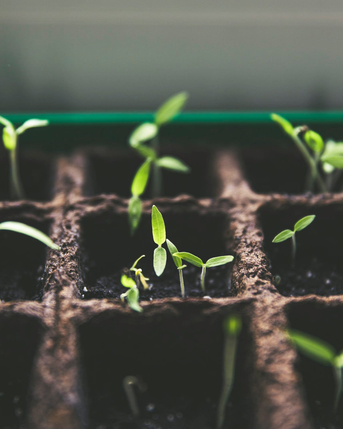 Microgreen Seeds