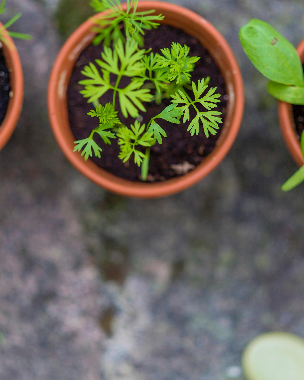 Herbs