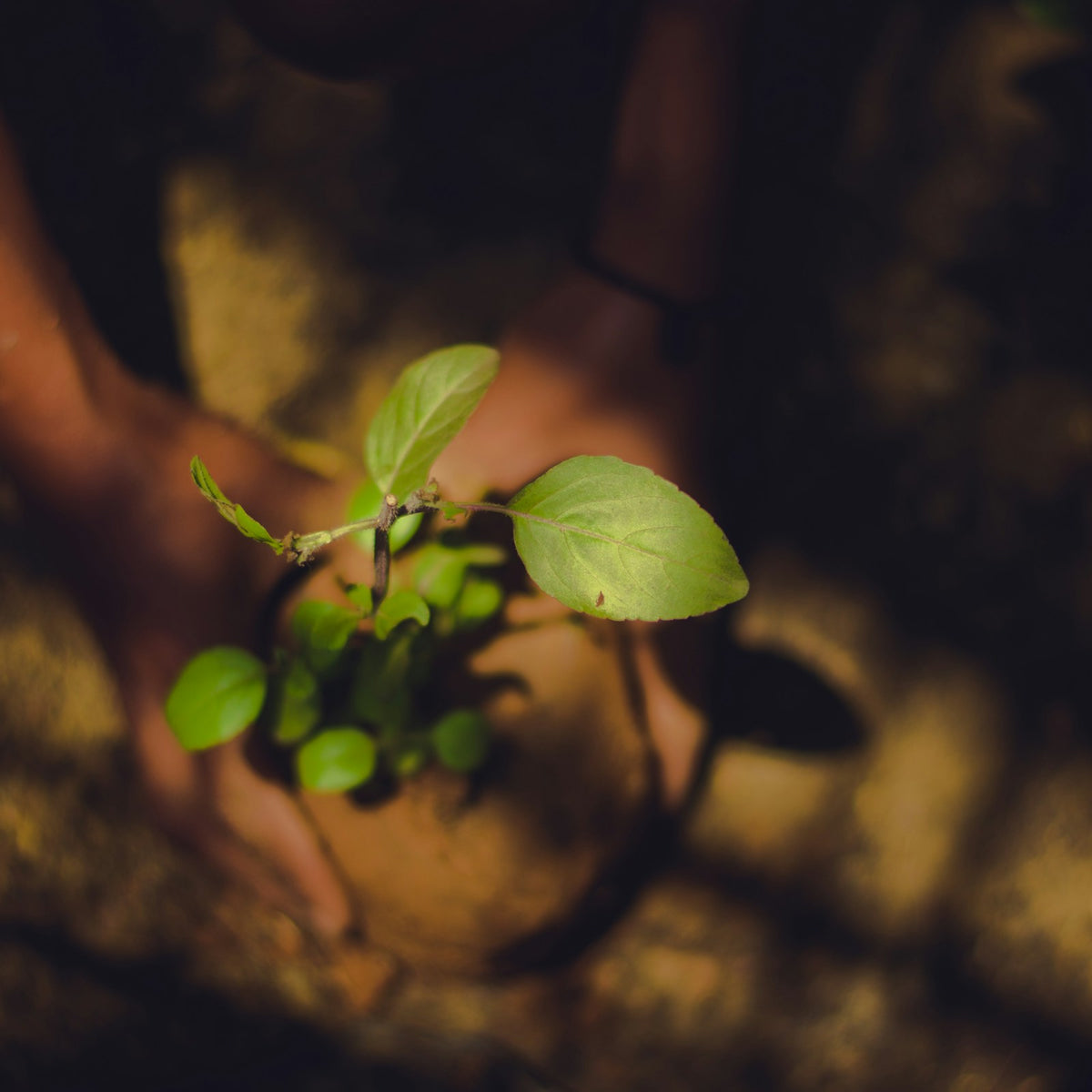 Plant Growth Regulators