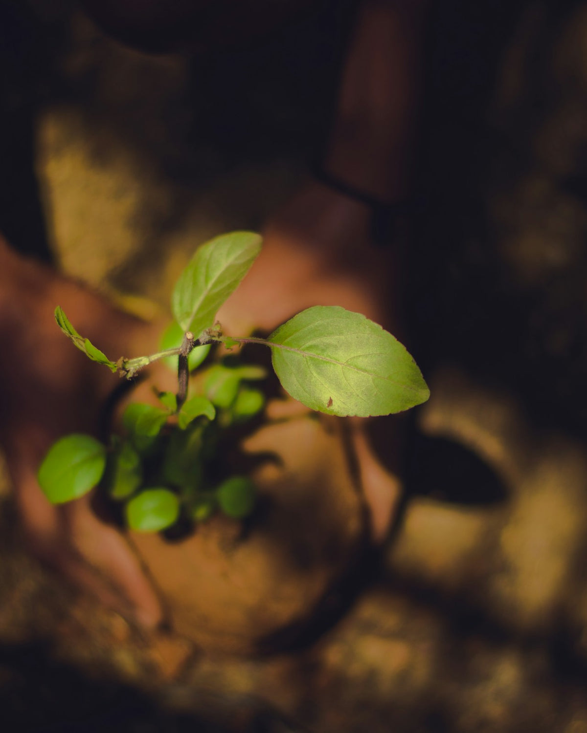 Plant Growth Regulators
