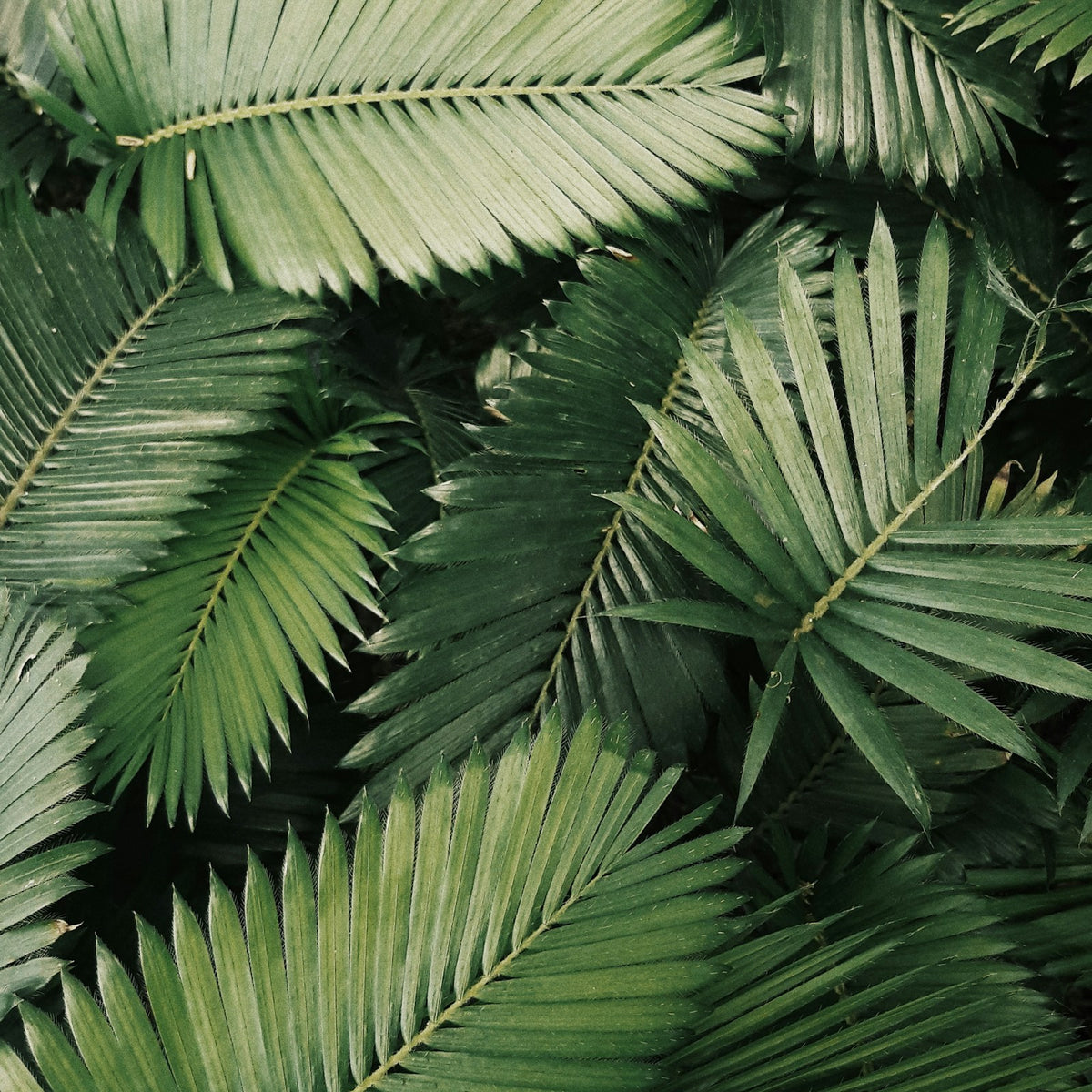 Tropical Plants