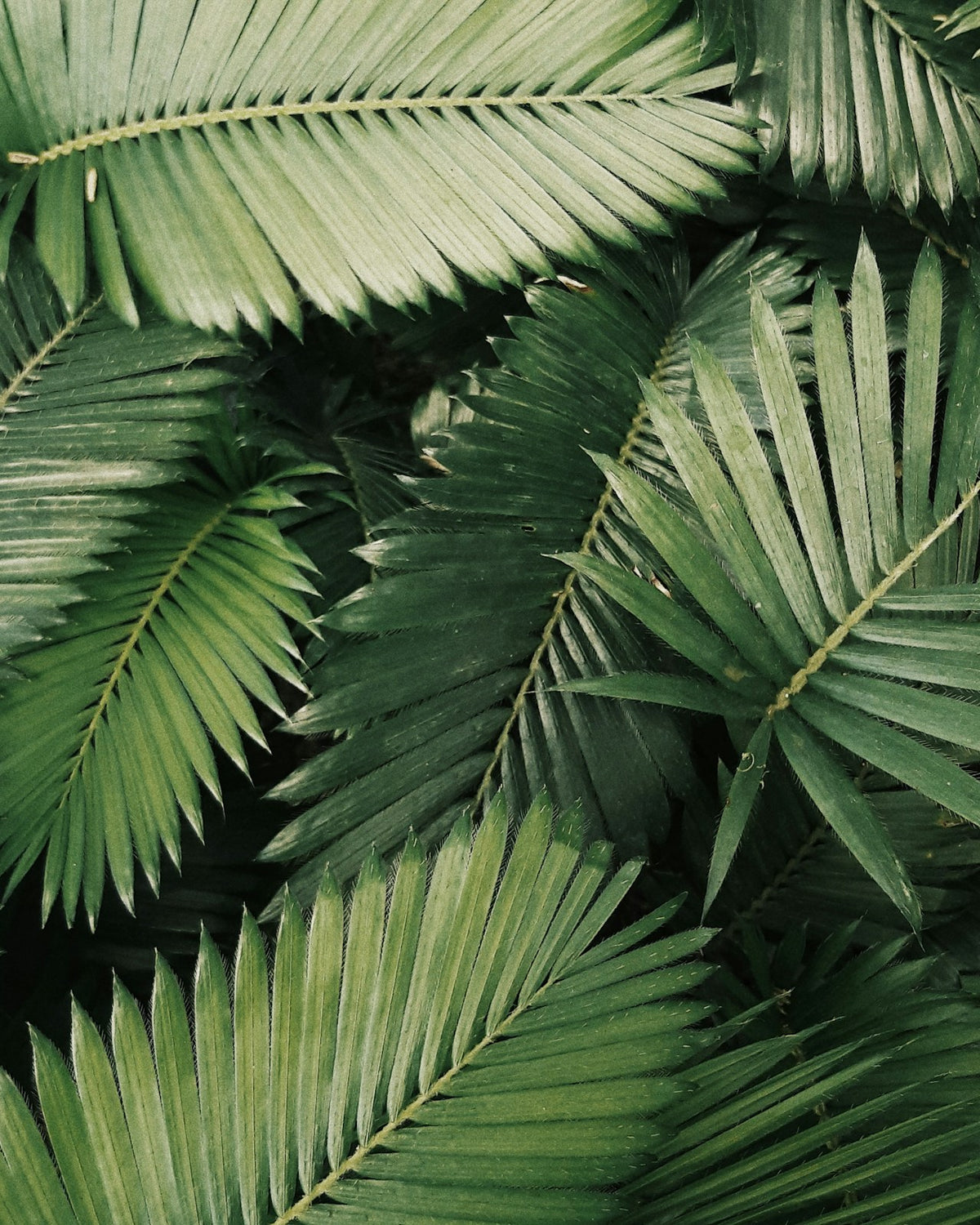 Tropical Plants