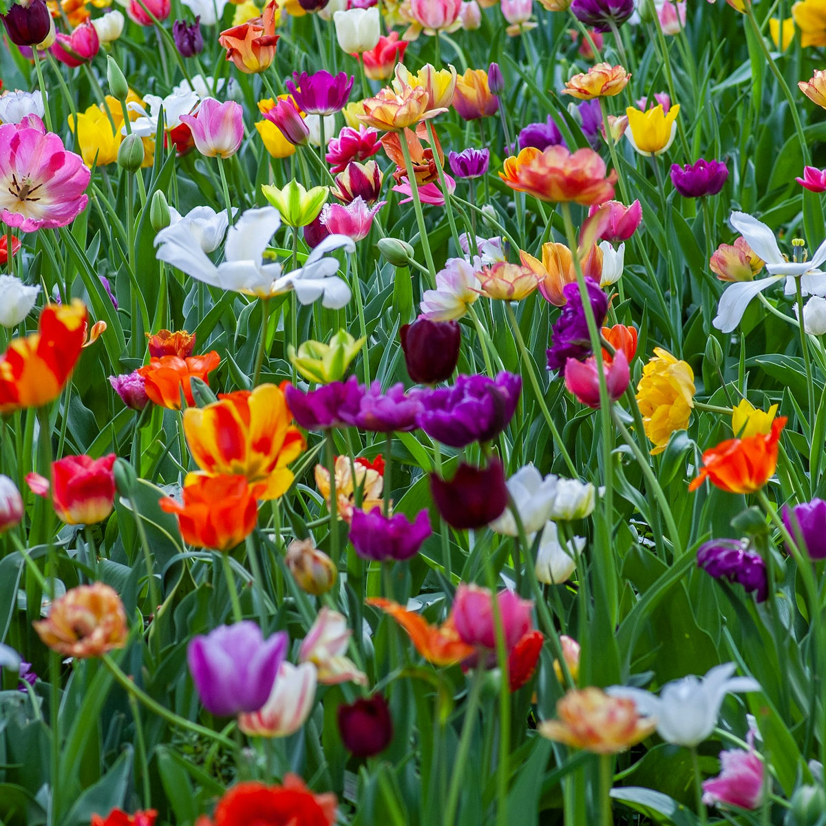 Flowering