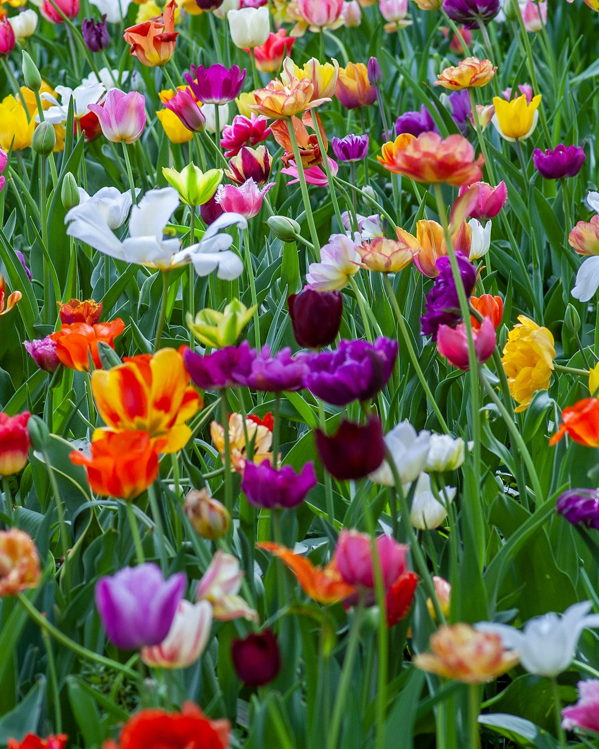 Flowering