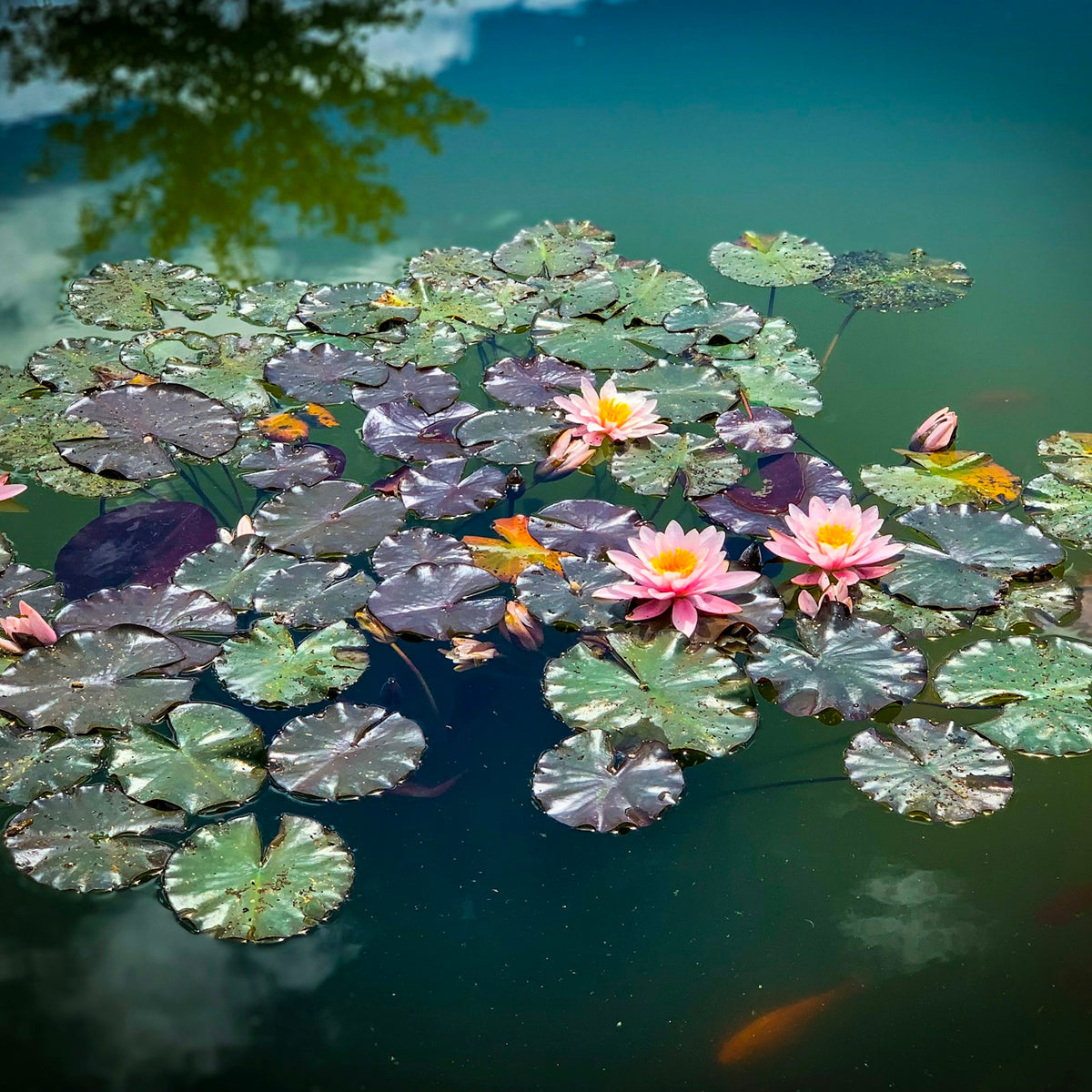 Aquatic Plants