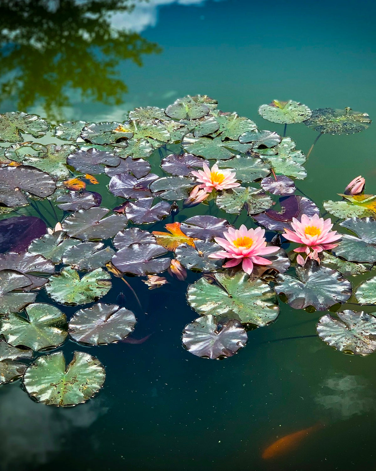 Aquatic Plants