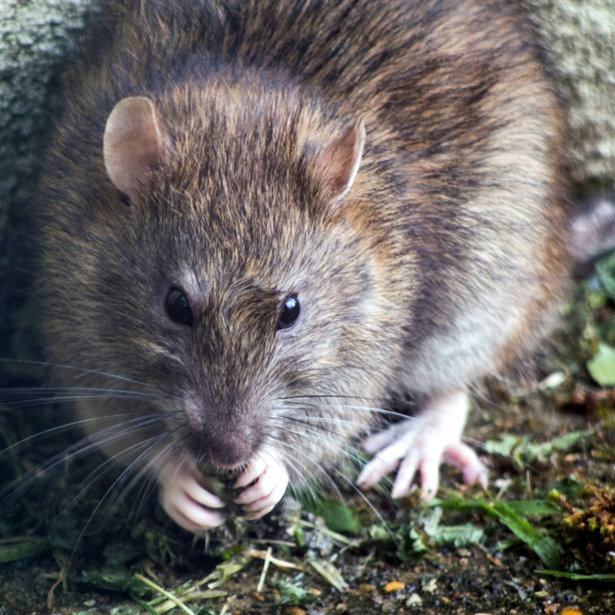 Rodenticides