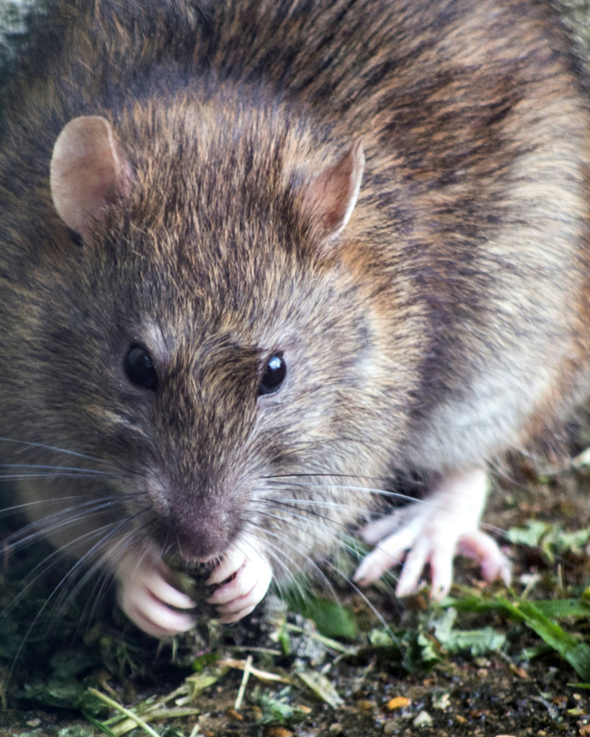 Rodenticides