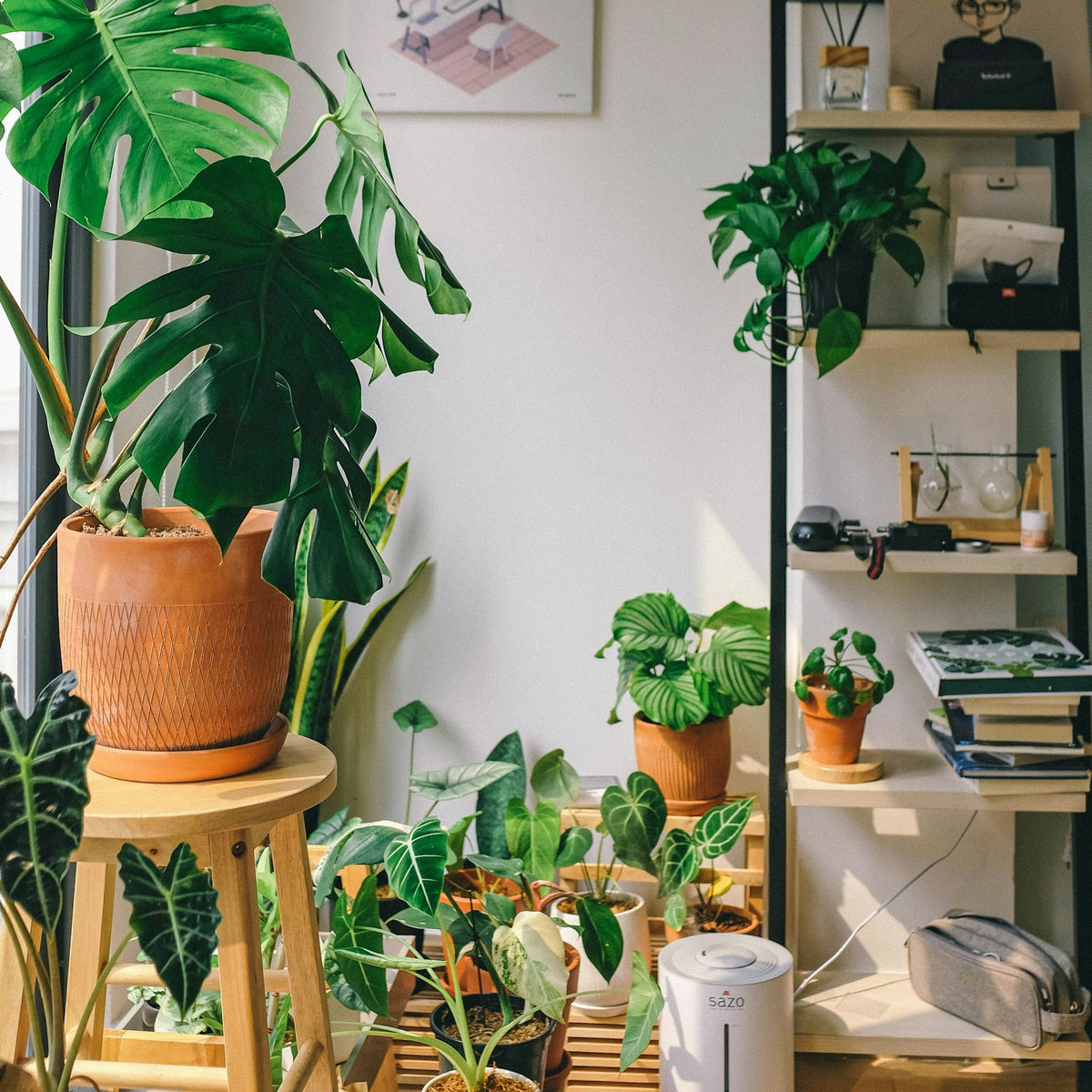 Indoor Plants
