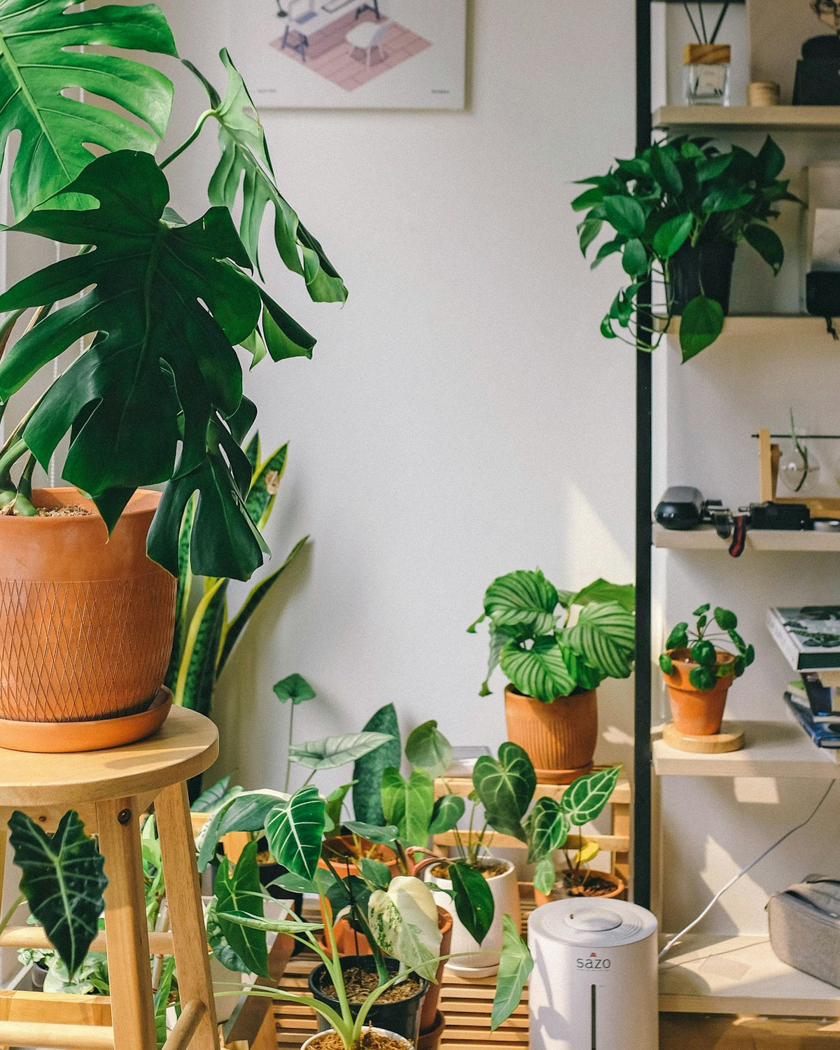 Indoor Plants