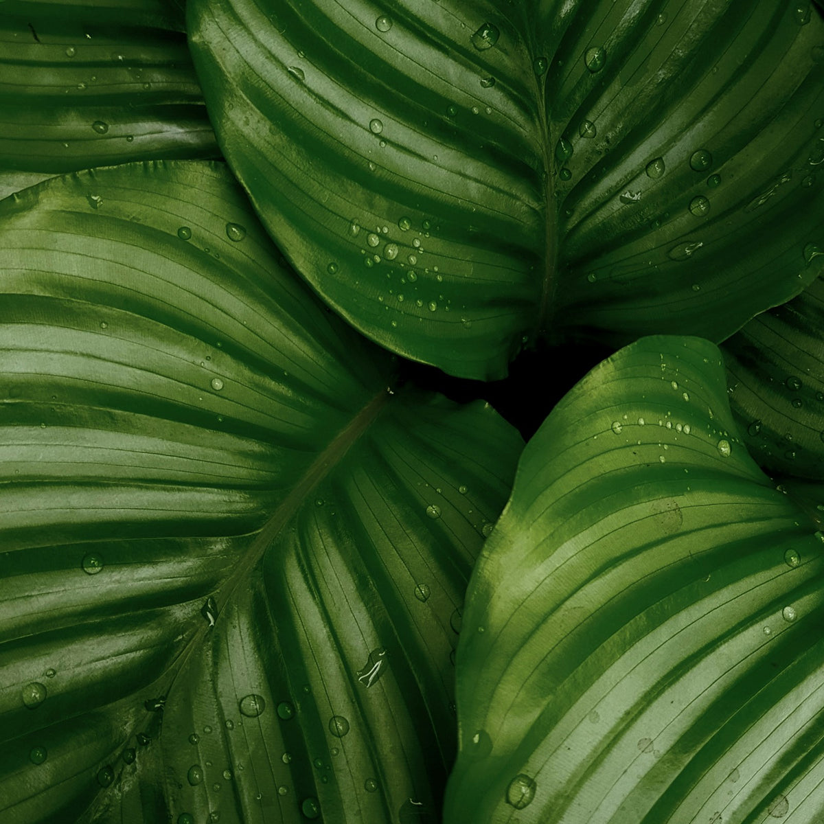 Biopesticides