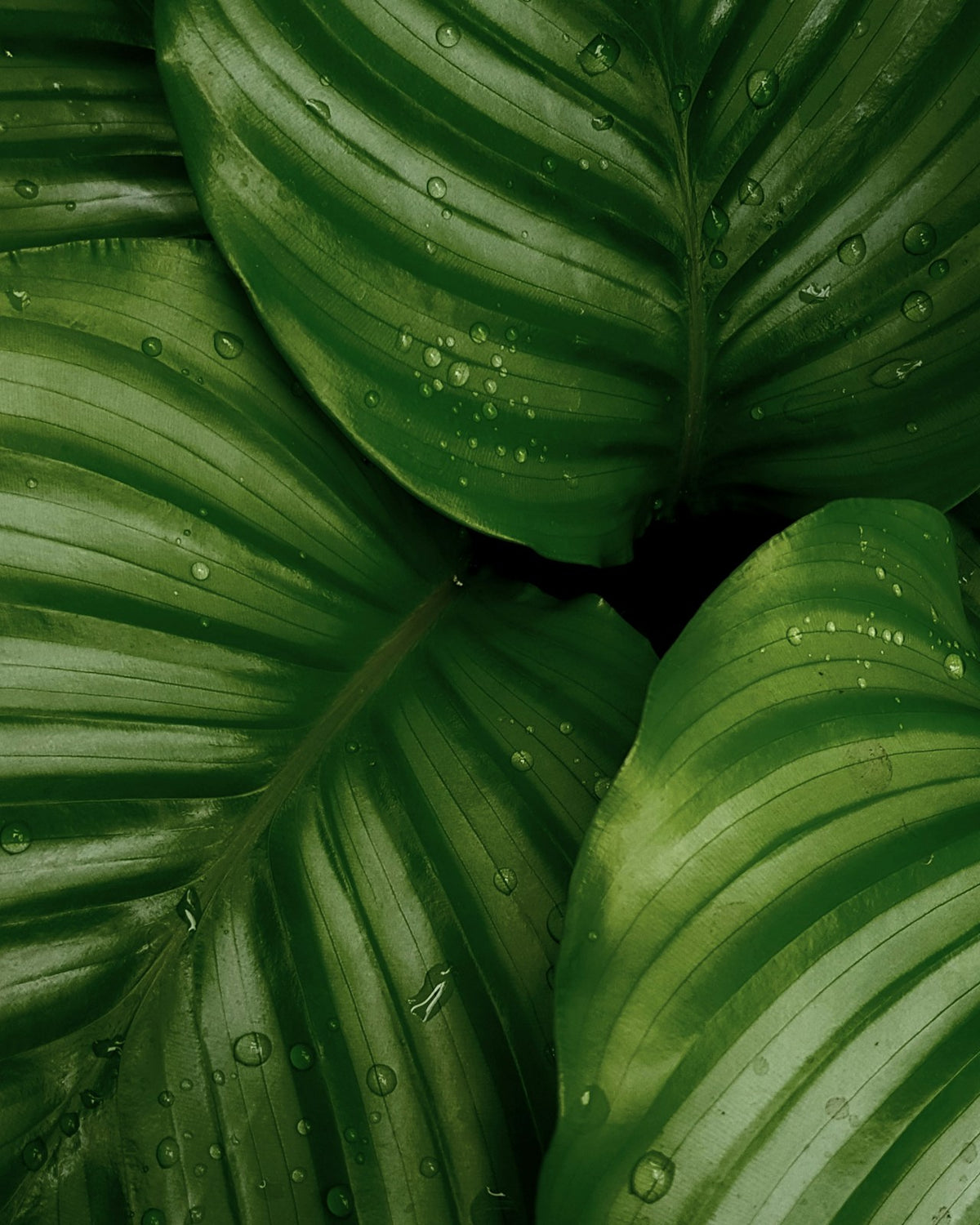 Biopesticides