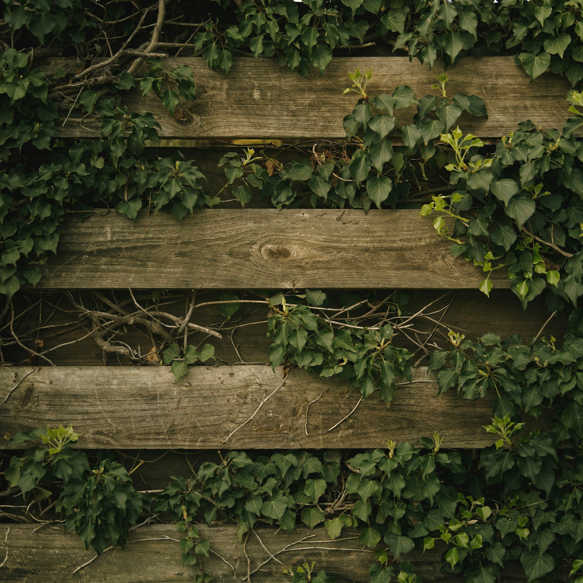 Climbers & Vines