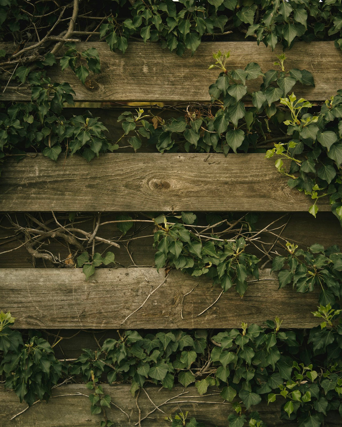 Climbers & Vines