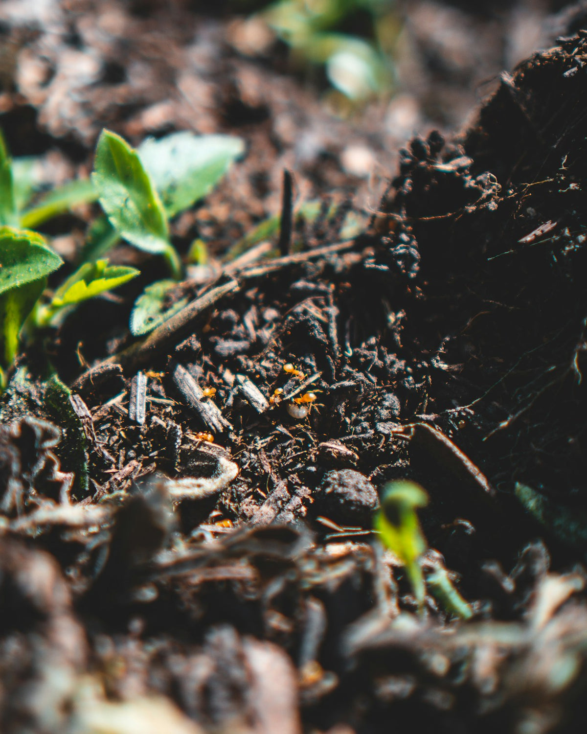 Nematicides