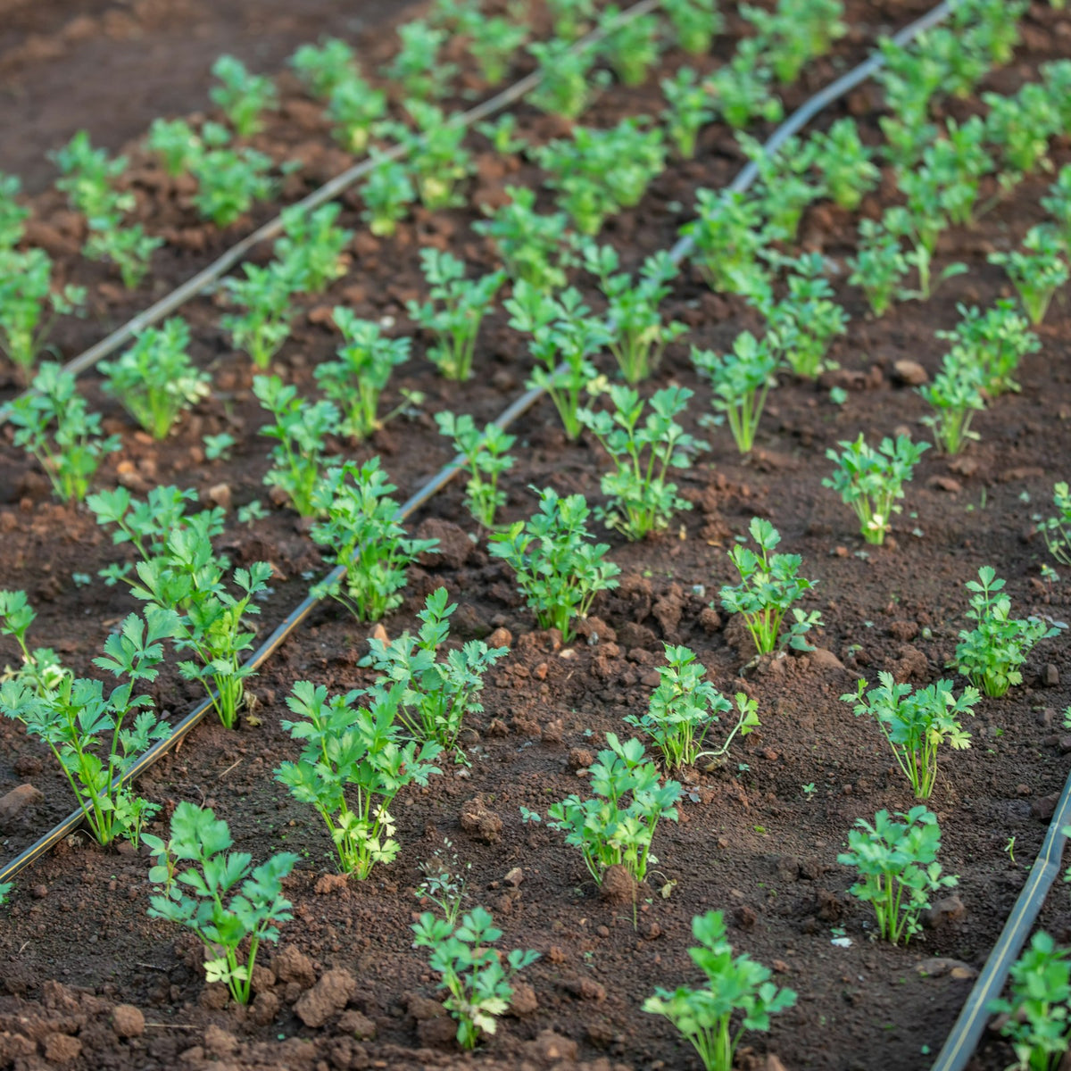 Irrigation & Watering