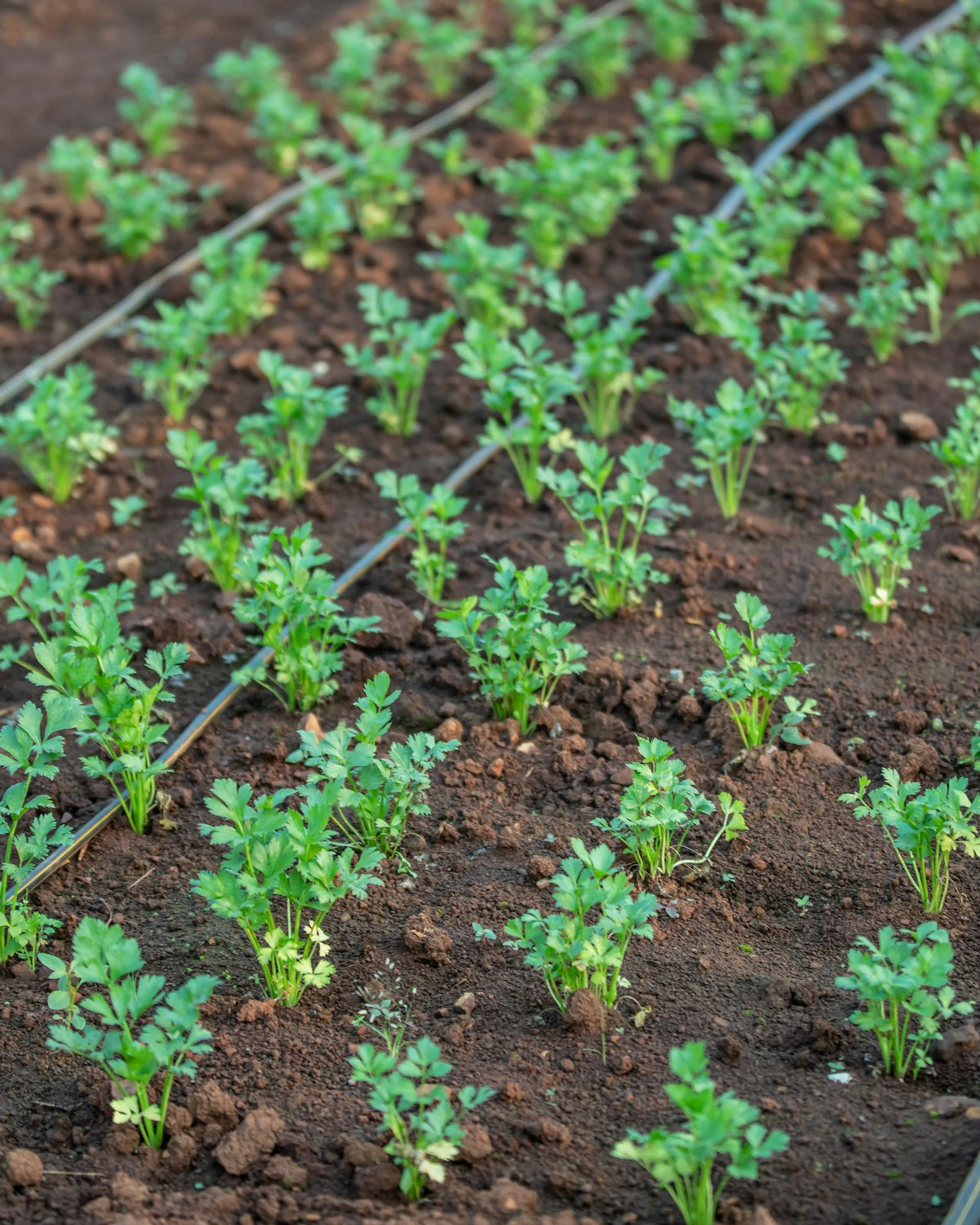Irrigation & Watering