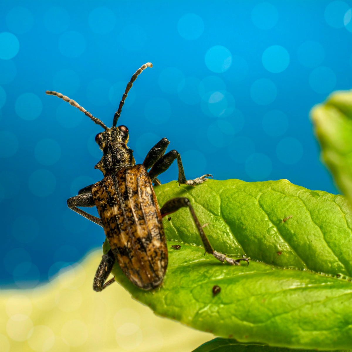 Insecticides