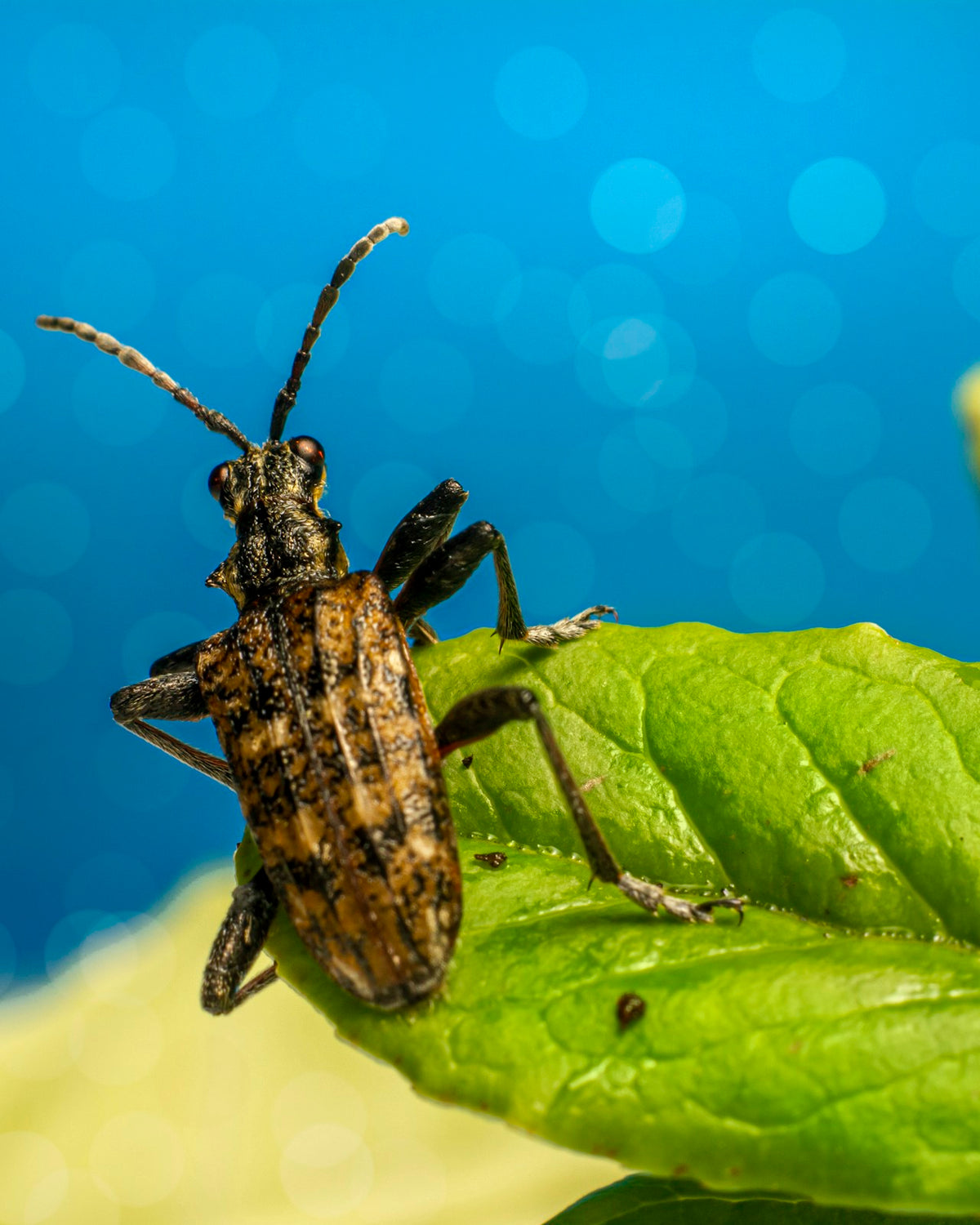 Insecticides