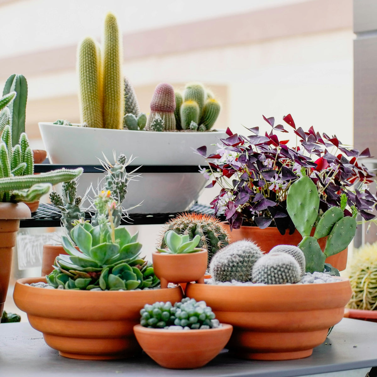 Plants