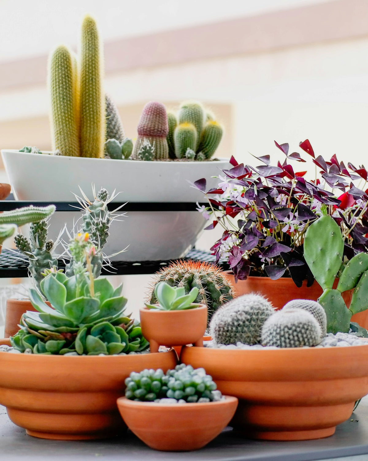 Plants
