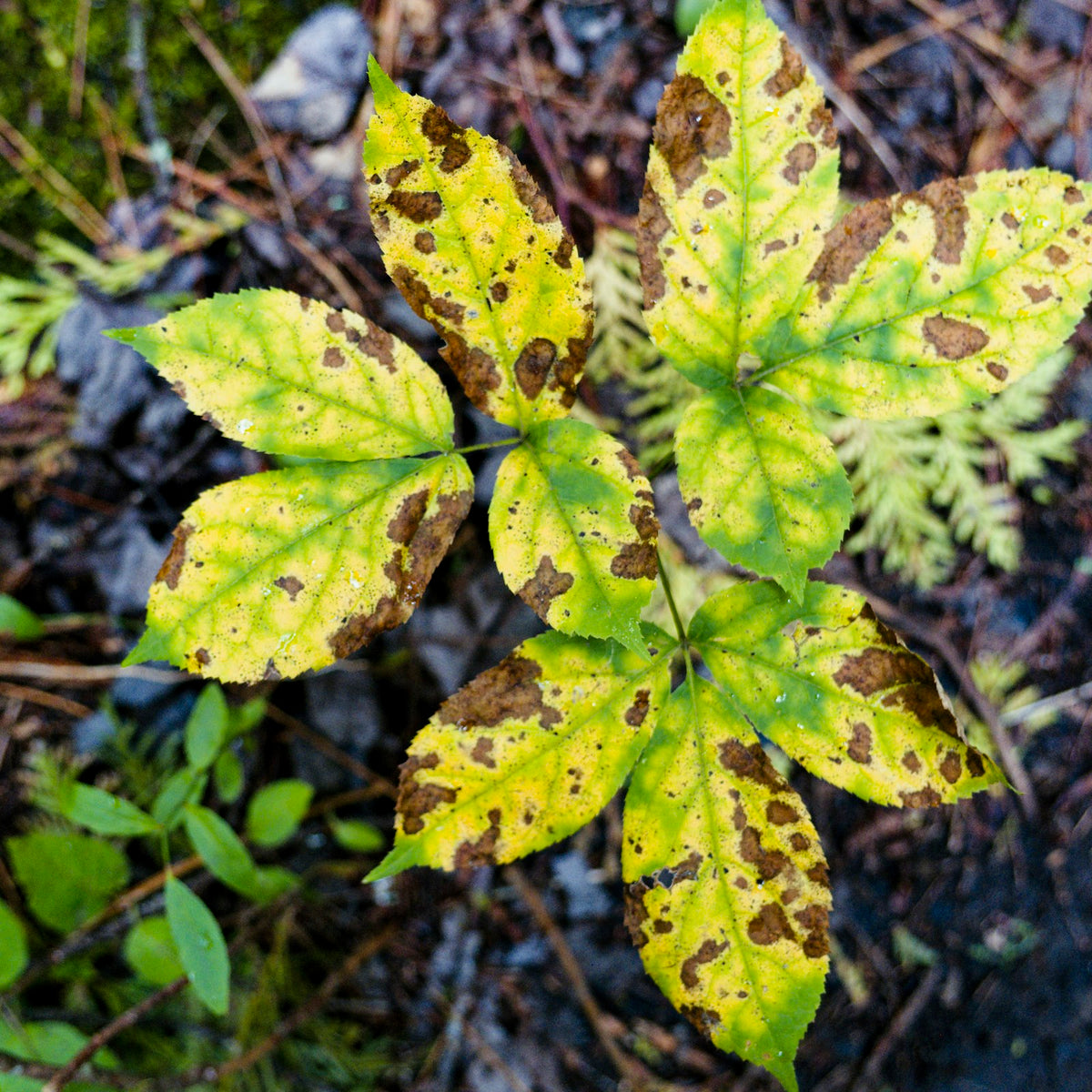Fungicides