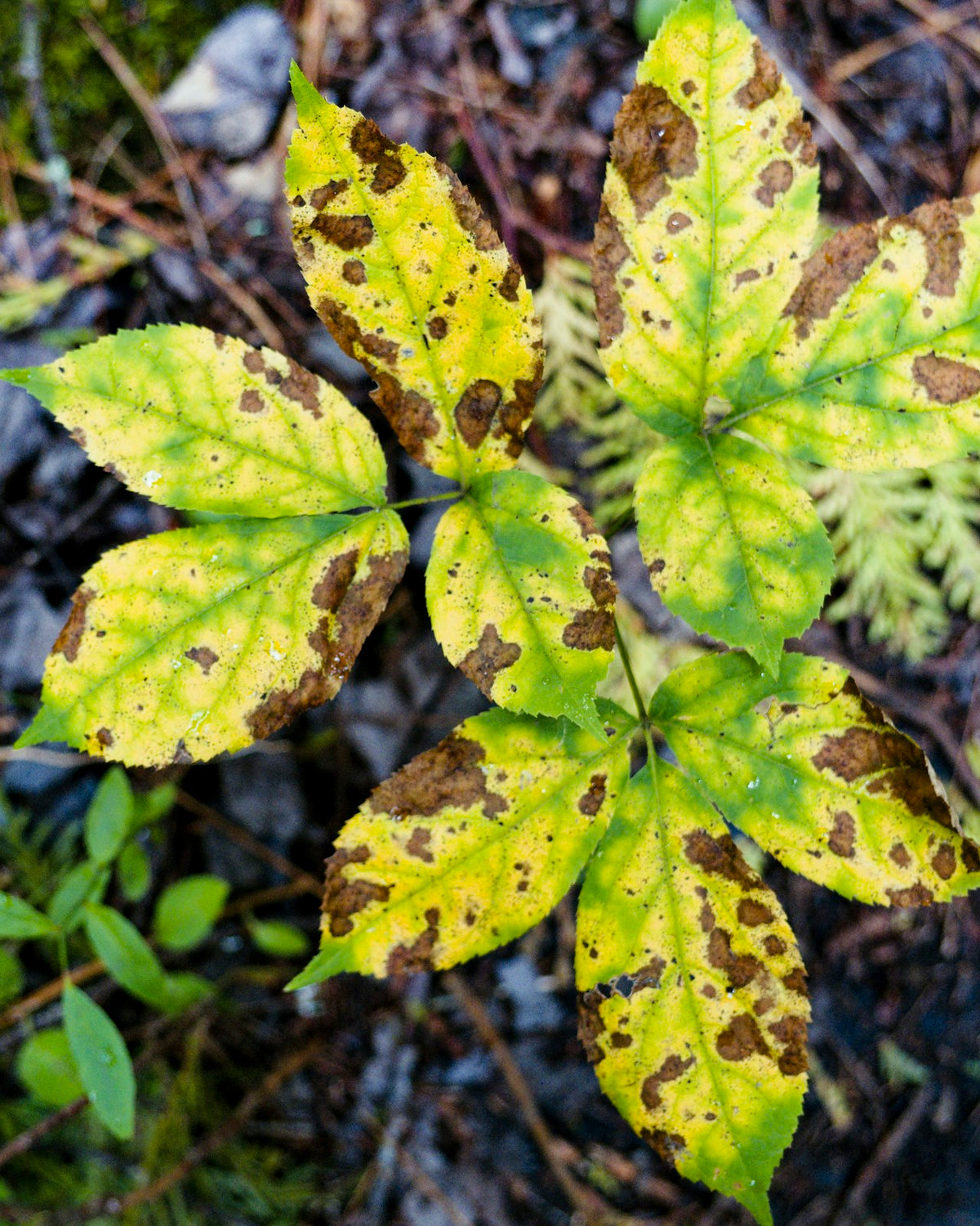 Fungicides