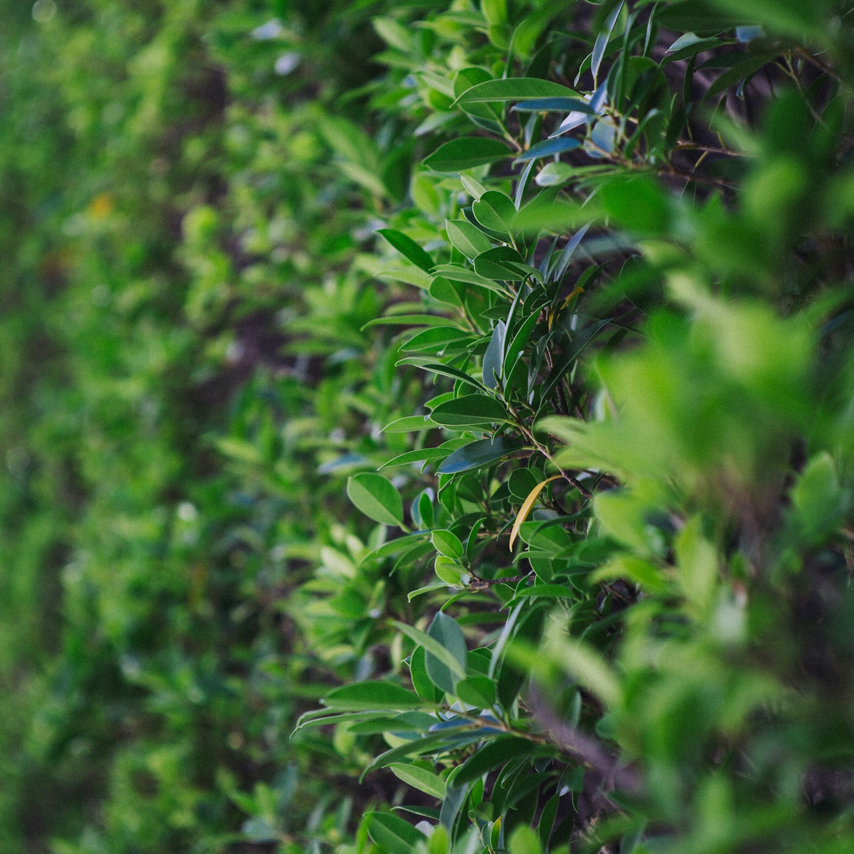 Shrubs