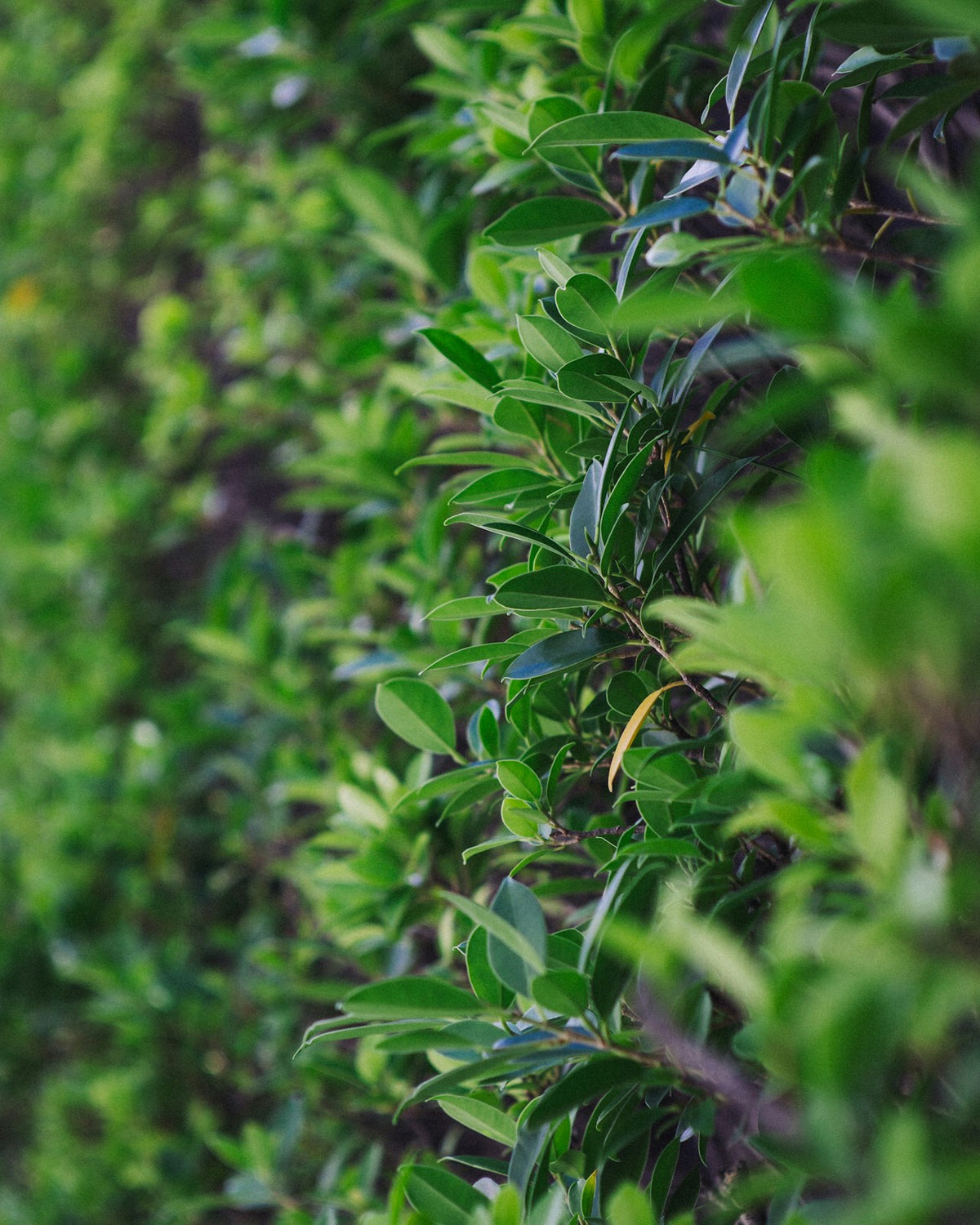 Shrubs