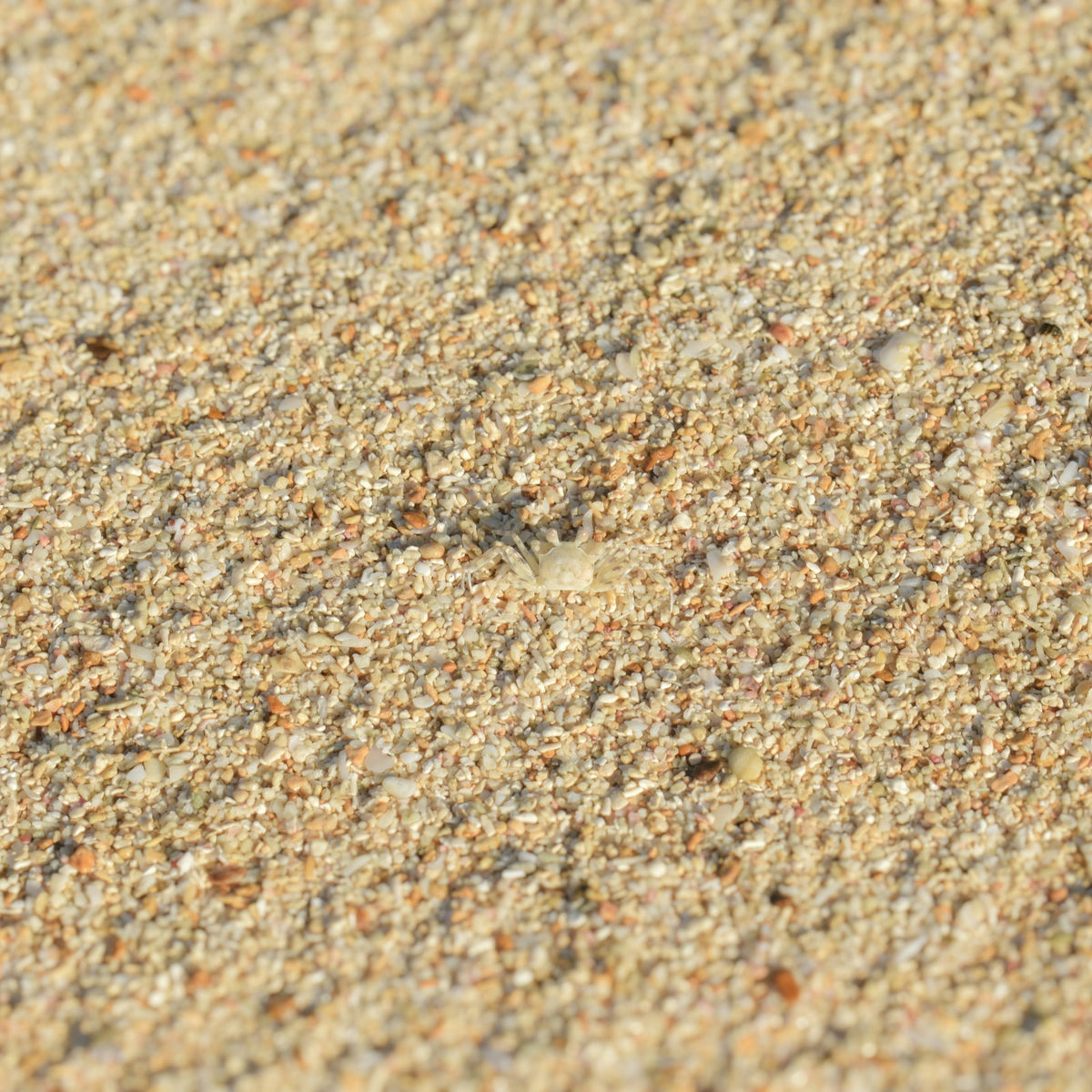 Sweet Sand