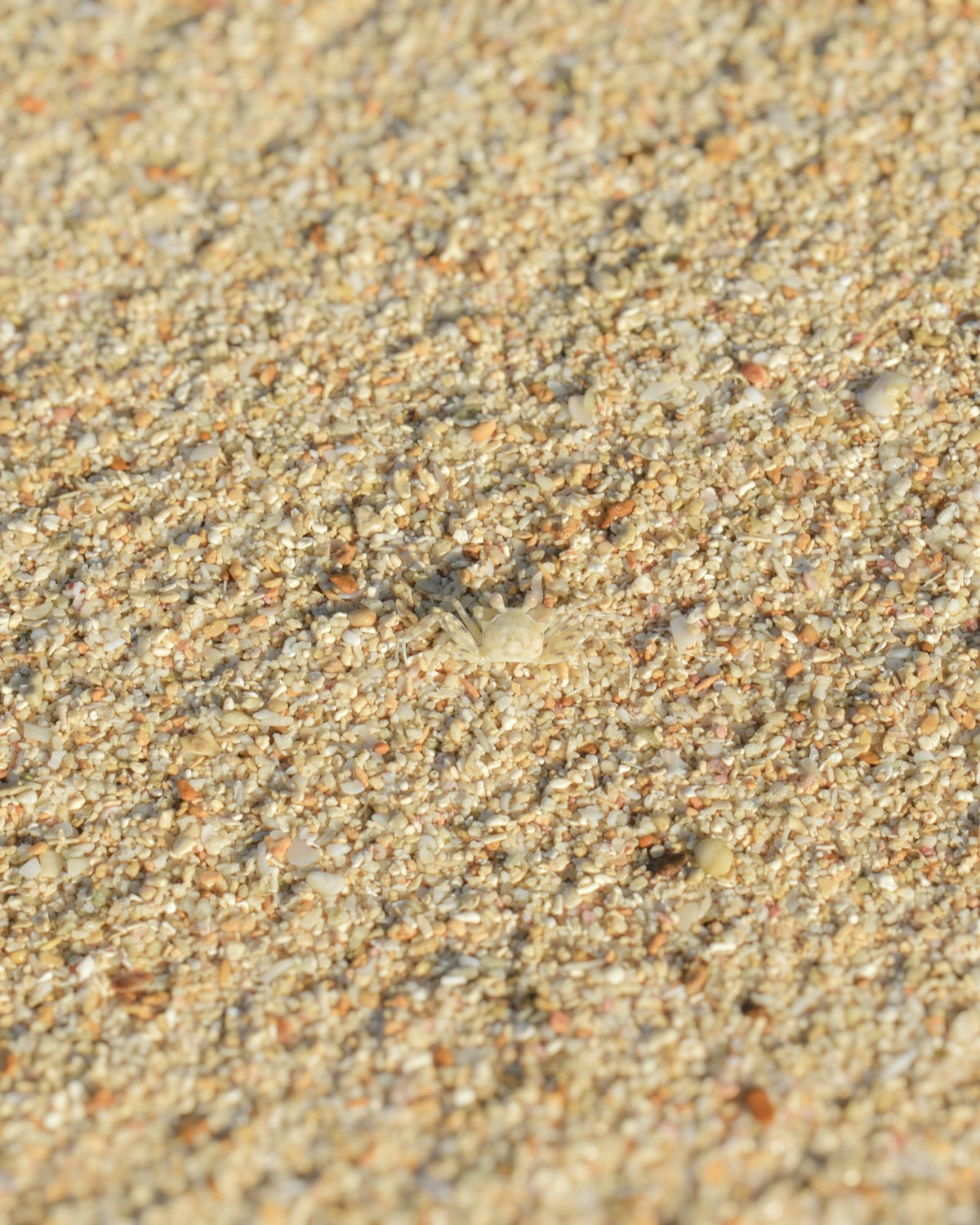 Sweet Sand