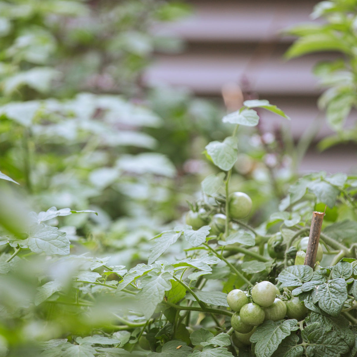 Home & Garden
