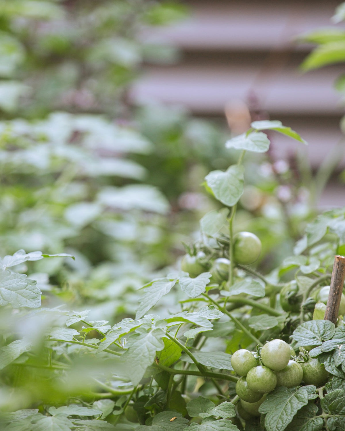 Home & Garden
