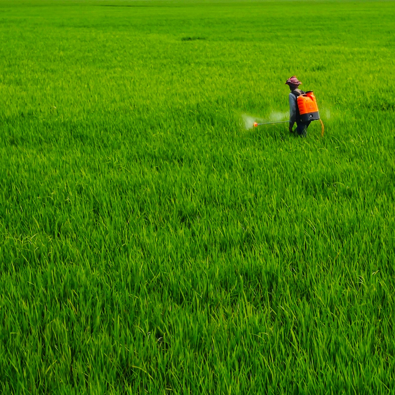 Amistar Top fungicide being applied to a field