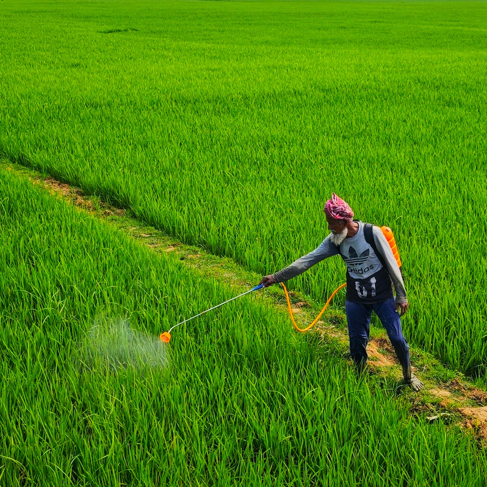Score 250 EC fungicide being applied to crops